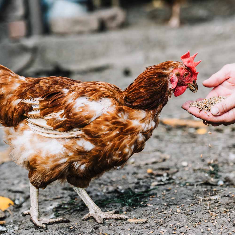 Huhn bekommt Futter - mit tierwohl.tv sehen Sie wie die Hühner gehalten werden