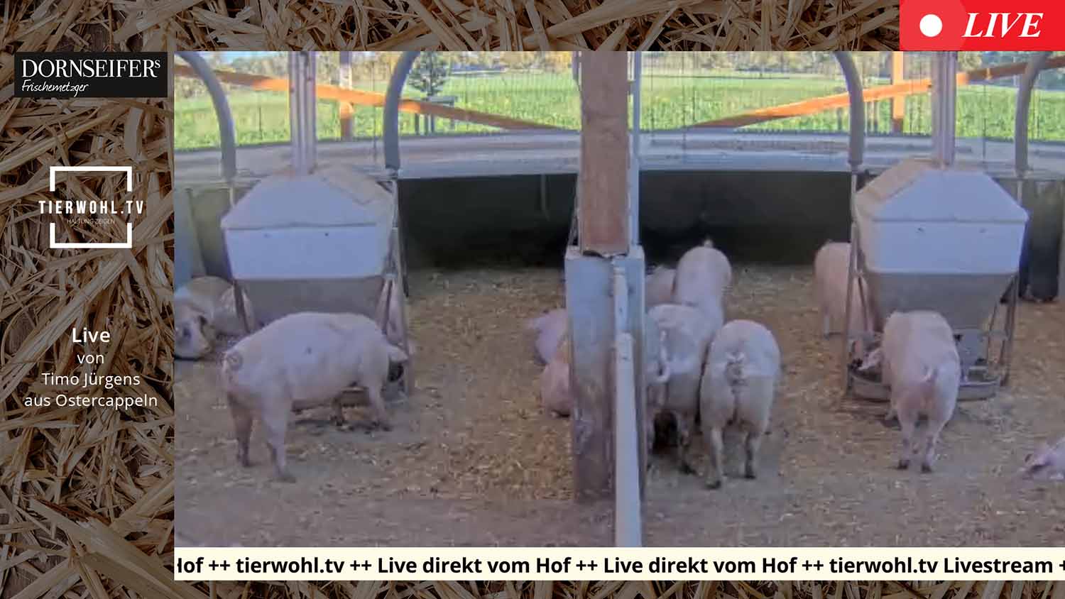 Dornseifer Gummersbach Livestream Schweine - tierwohl.tv